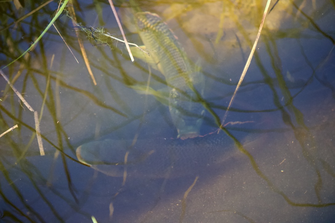 32. blue tilapia. they're invasive and have extremely damaged the everglades community structure. they are very aggressive (you can see fighting in two of these shots) and males build nests (other two pictures) for spawning before females incubate the eggs in their mouths