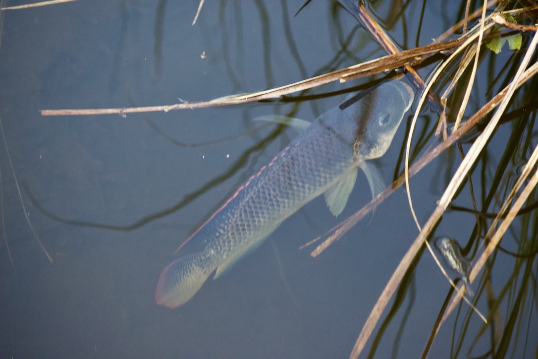 32. blue tilapia. they're invasive and have extremely damaged the everglades community structure. they are very aggressive (you can see fighting in two of these shots) and males build nests (other two pictures) for spawning before females incubate the eggs in their mouths