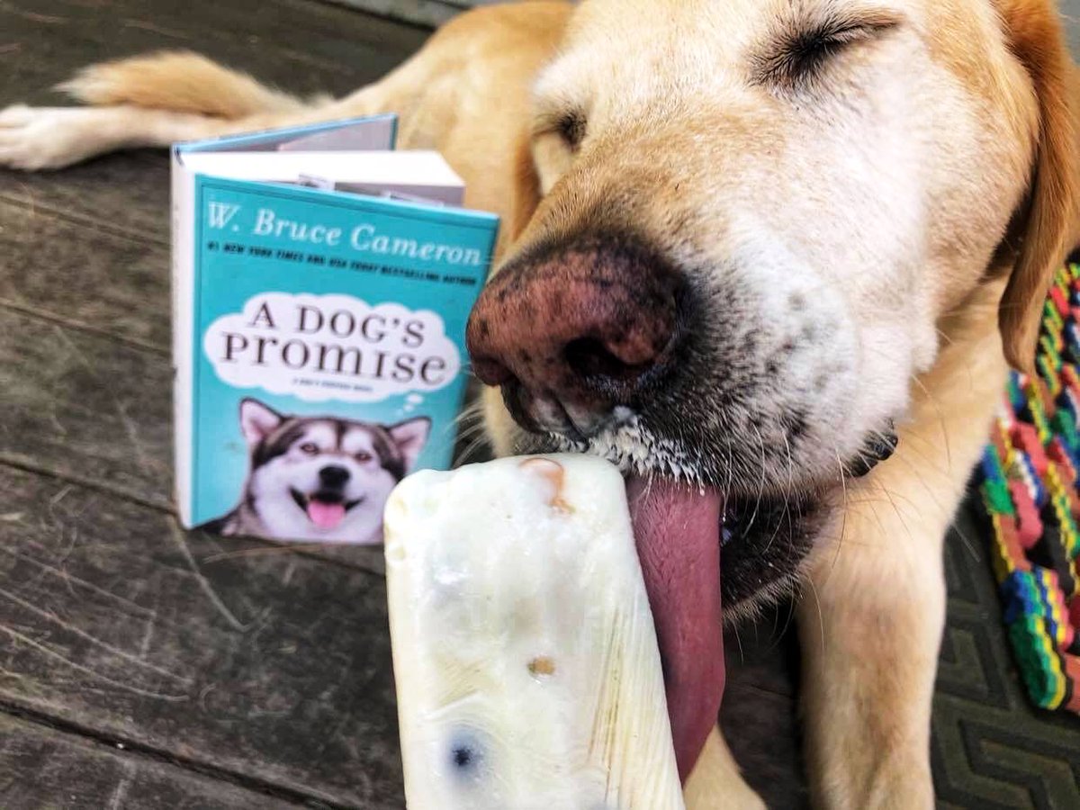 bookclubcookboo's tweet photo. Good Dog Pupsicle (frozen yogurt & blueberries) is @adogspurpose's ideal treat for an outdoor, dogs-along #bookclubmeeting discussion of his book #ADogsPromise: "What says 'outdoor picnic' more than a Pupsicle?" Our @costco article & milkshake recipe: https://t.co/lJD62tfXDj https://t.co/Rv4KwOuedz