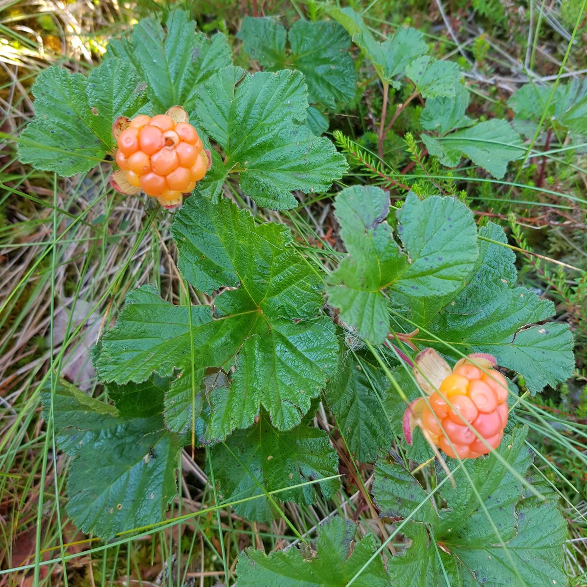 Lakka,hilla,suomuurain,äiti sanoi aina valokki. Kauniilla marjalla monta nimeä.Fina hjortron är nu i vinterförvar. #hilla #lakka #valokki #suomuurain #hjortron #suomenmarjat