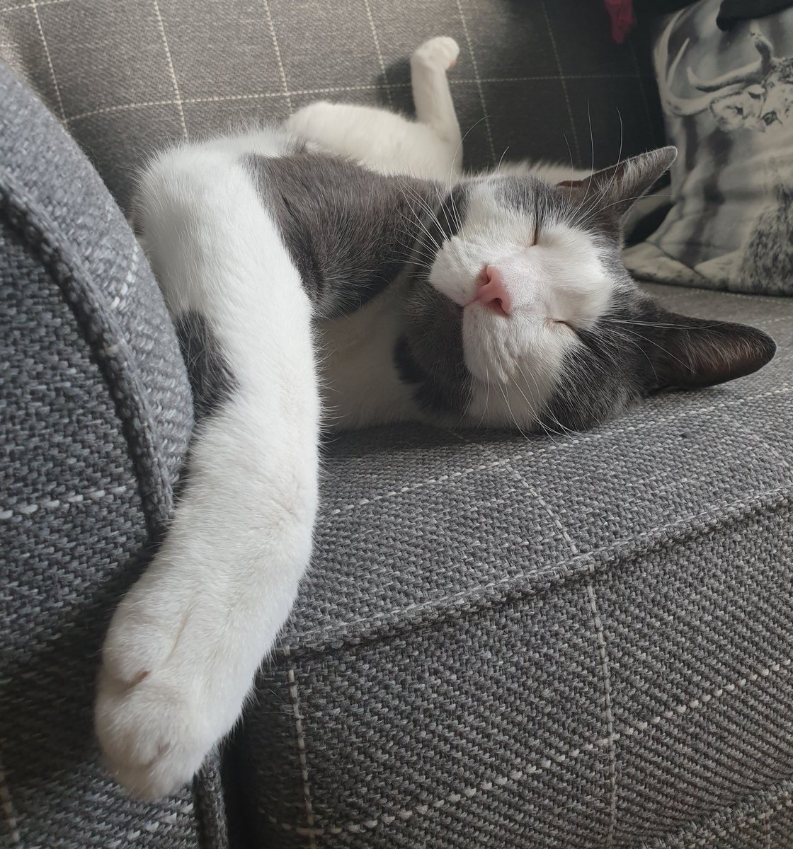 NomeCast's tweet photo. @petsofseo That Friday feeling ๐ป #CatsOfTwitter #PetsOfSearch https://t.co/21XUiQm1ya