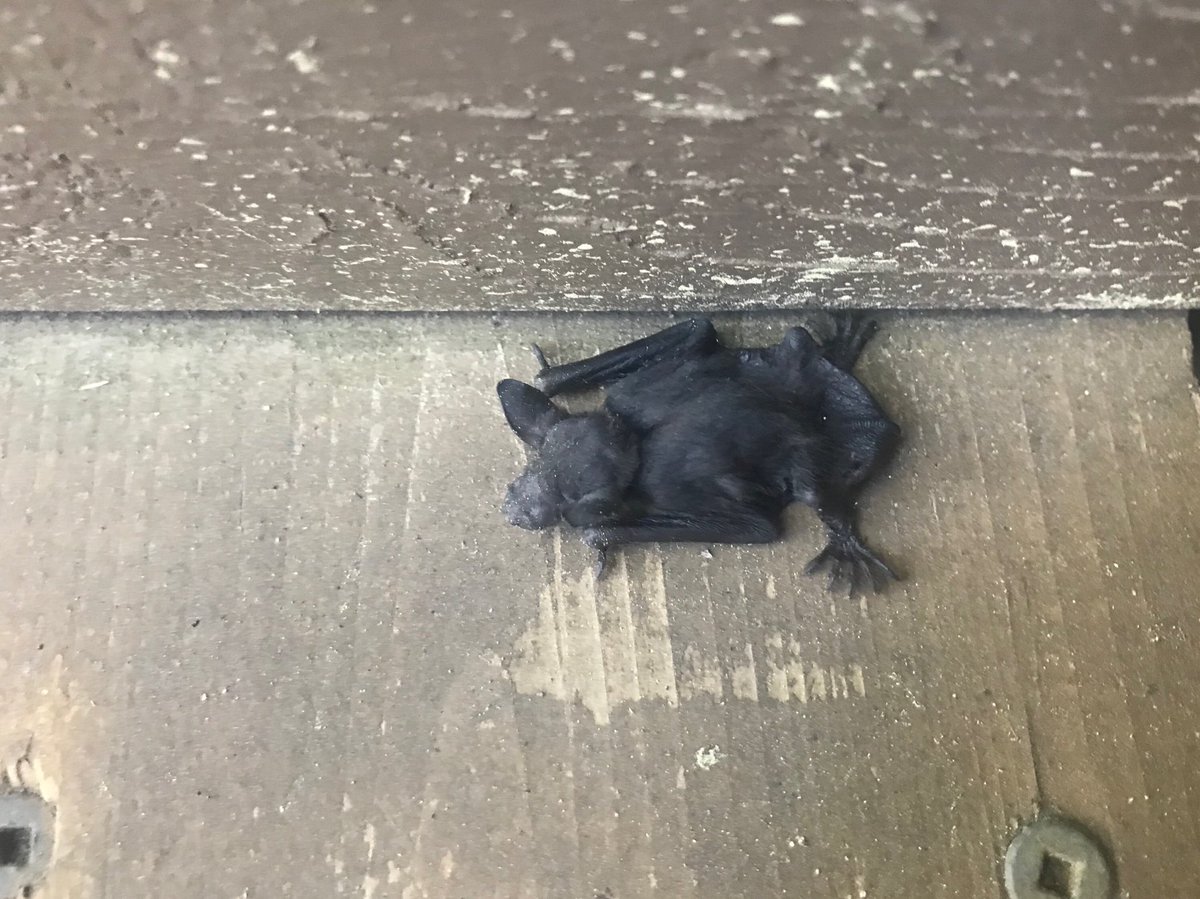 Think Wild Central Oregon tweet media