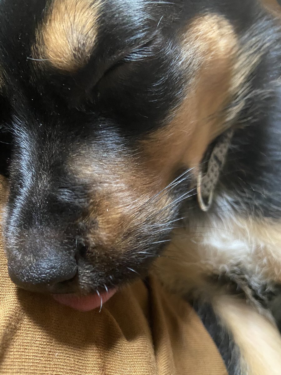 dog_rates's tweet photo. This is Arnold. He was born with PRAA, a disease originating from his heart, causing compression of his esophagus. His growth has been stunted because he can’t keep food down. He’ll need surgery to correct it and you can help him get it below. 13/10

https://t.co/cmCheLoZih https://t.co/KUatNoiUsN