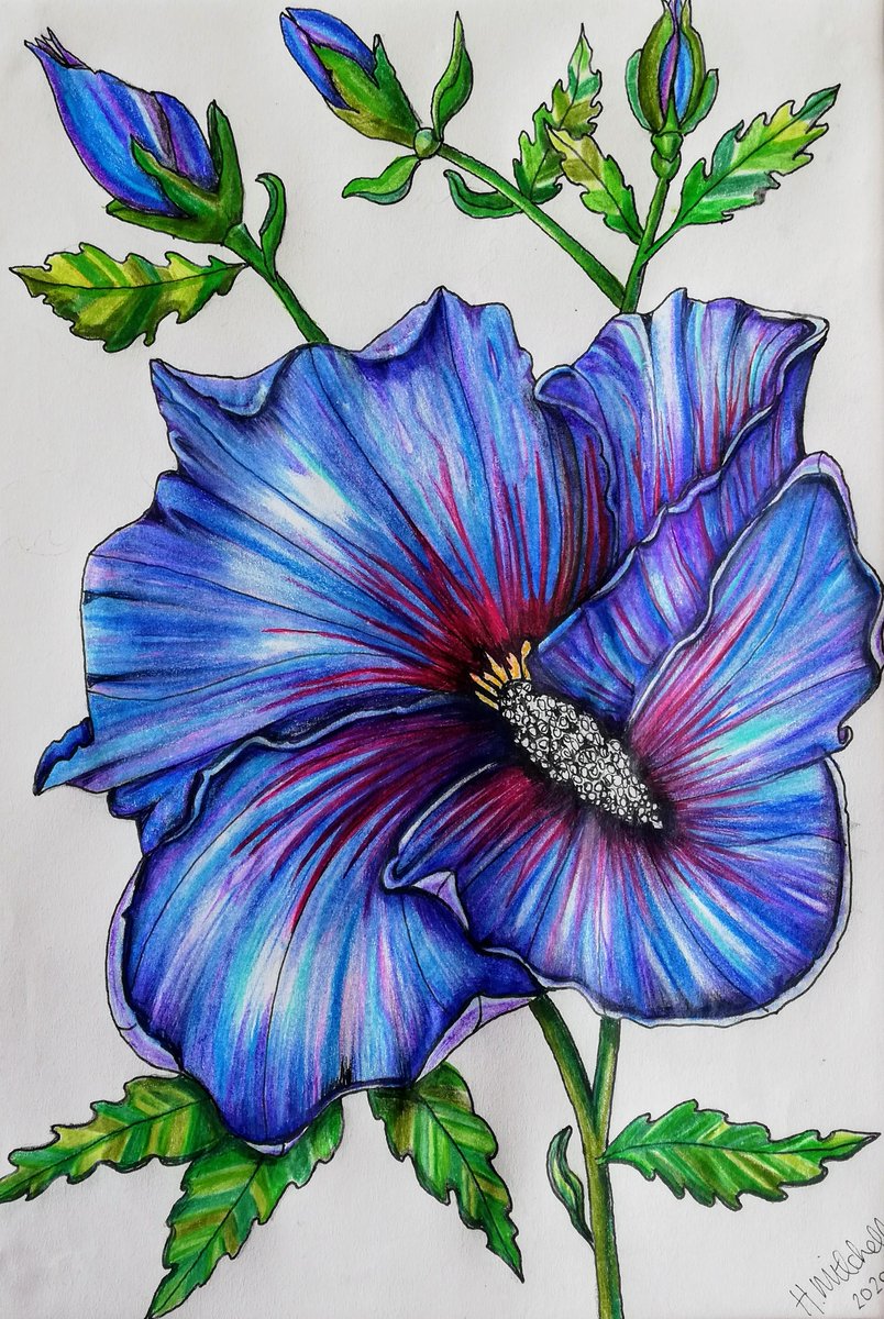 flatcatgallery's tweet photo. New in - these amazing drawings by local artist Holly Mitchell. You can see them all by clicking this link https://t.co/jvAR1FKpQT
or come to the gallery. We are open!!! https://t.co/25ul5tFA8N