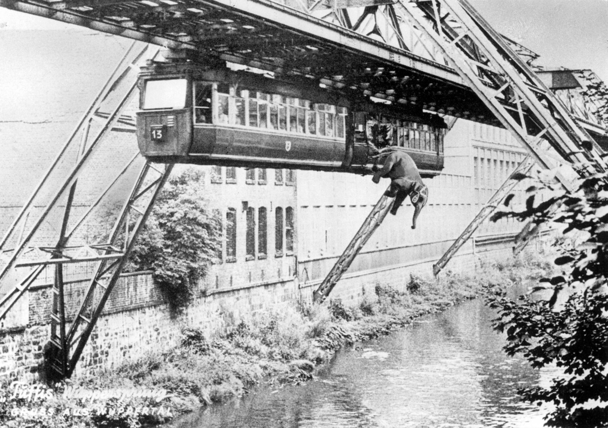 Probleemloos is de exploitatie niet altijd geweest. In 1950 was er mss het meest hilarische treinongeval ooit: als publiciteitsstunt reed de jonge circusolifant Tuffi met de Schwebebahn. Het dier raakte in paniek, brak door de deur en stortte 12 meter naar beneden in de rivier.