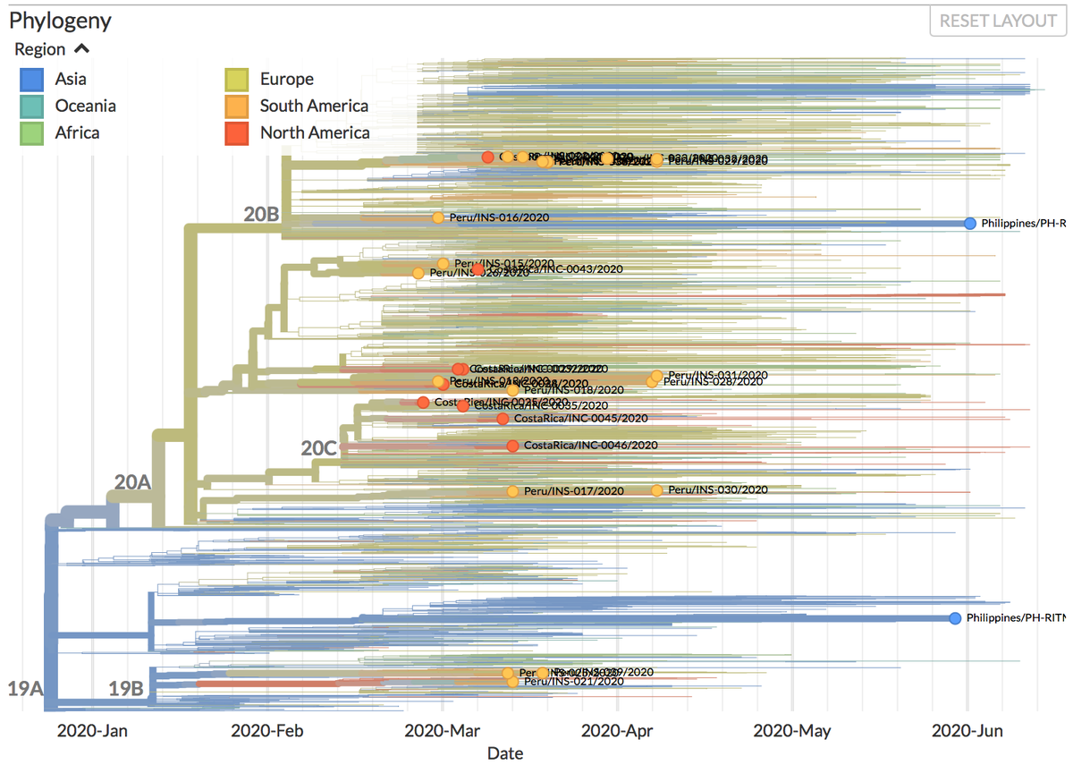 nextstrain's tweet photo. Thanks to #opendata sharing by #INCIENSA, @INS_Peru, @RITMPH, @VetEssel, @inezmedado & @GISAID, we’ve updated https://t.co/SDPCOcsnMX with 44 new #COVID19 #SARSCoV2 sequences from Costa Rica (21), Peru (12, shown with other recent sequences) and the Philippines (11)! https://t.co/bQIIrGkSc3