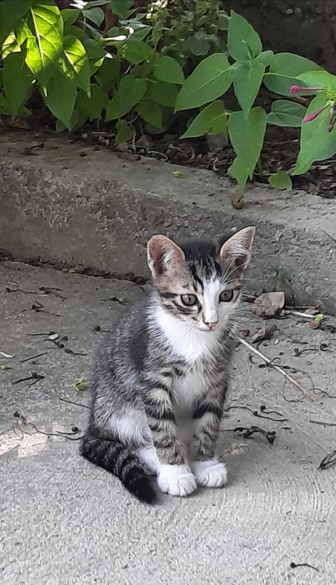 alpayalin's tweet photo. @PelinKesebir Bizim de kapi önündeki yavrucak  hep bu modda.. baktığı  noktada dikkat çekecek birşey  de yoktu. https://t.co/KFqOl91byU