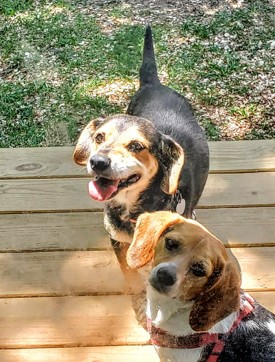 Waiting on lunch!!
Luv Jumper Jane and LuLu ♥️♥️ #summer #AdoptDontShop #SaveALife #BeKind #BeKindAlways