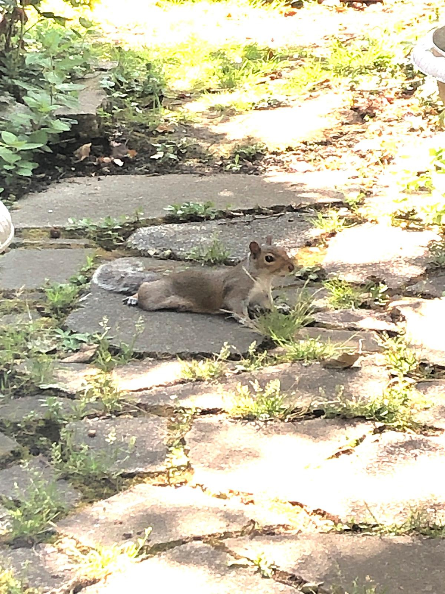 AdrienneAiken's tweet photo. Never seen a squirrel laying down before. Have you? #wildlife #UKSummerSun #GettingSomeShade #NaturePhotography #cute https://t.co/LriZrmDs4e