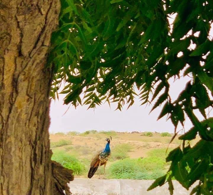 visitthar1's tweet photo. This is beautiful view of small village of Tharparkar Chachi Mora after rain. https://t.co/geJJLLDHzw
