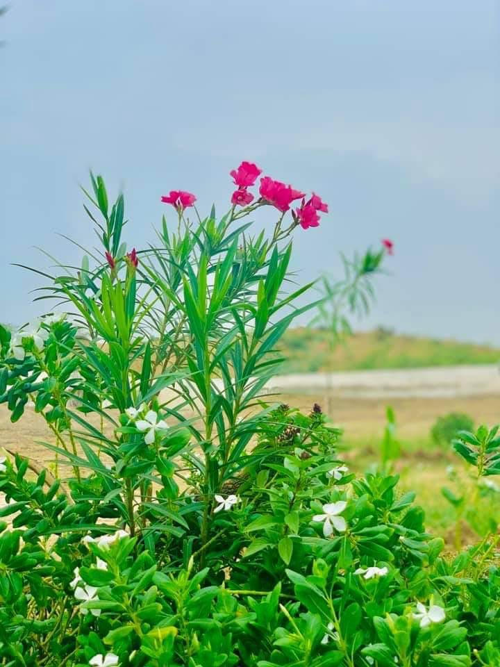 visitthar1's tweet photo. This is beautiful view of small village of Tharparkar Chachi Mora after rain. https://t.co/geJJLLDHzw