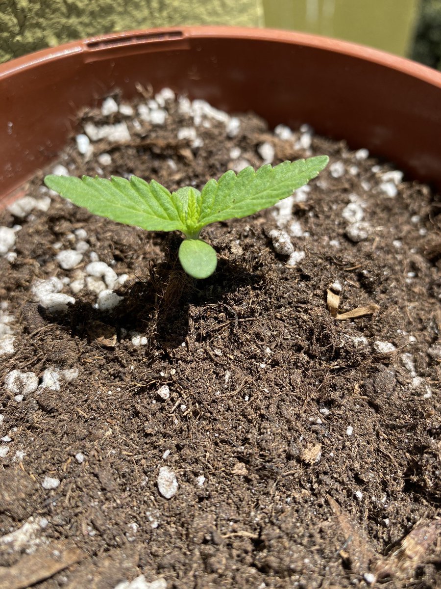 hazteesemay's tweet photo. Purple Lemonadeππ DΓa 7 desde su germinaciΓ³n.
β’ Exterior
β’ Auto floreciente
β’ 70%Indica 30%Sativa
β’ Cosecha 9-10 semanas
@420FastBuds
#weed #cannabis #cannabismedicinal #marihuanaspain #marihuana420 #marihuanalove #thc #cbd #indica #sativa #fastbudsgenetics #biobizz https://t.co/xYCn2KrauI