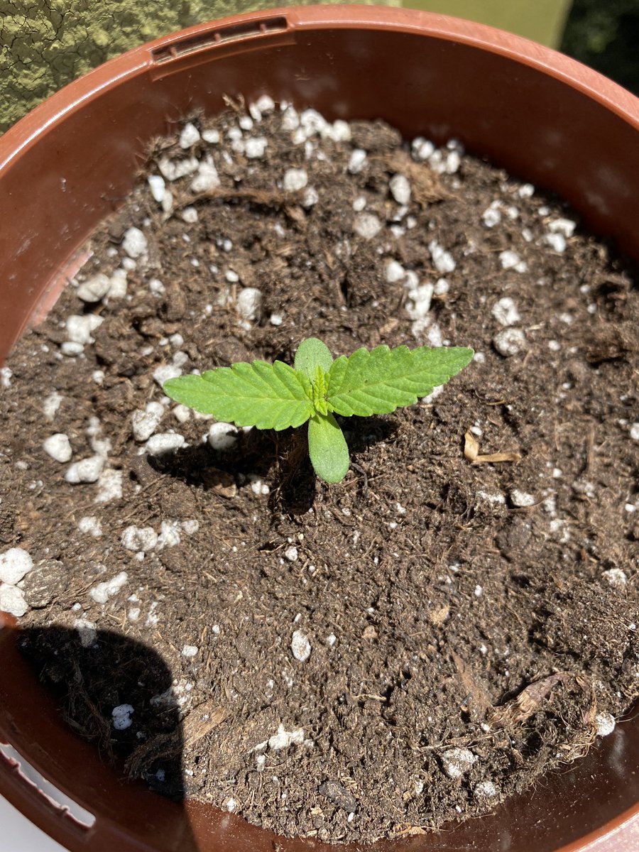 hazteesemay's tweet photo. Purple Lemonadeππ DΓa 7 desde su germinaciΓ³n.
β’ Exterior
β’ Auto floreciente
β’ 70%Indica 30%Sativa
β’ Cosecha 9-10 semanas
@420FastBuds
#weed #cannabis #cannabismedicinal #marihuanaspain #marihuana420 #marihuanalove #thc #cbd #indica #sativa #fastbudsgenetics #biobizz https://t.co/xYCn2KrauI