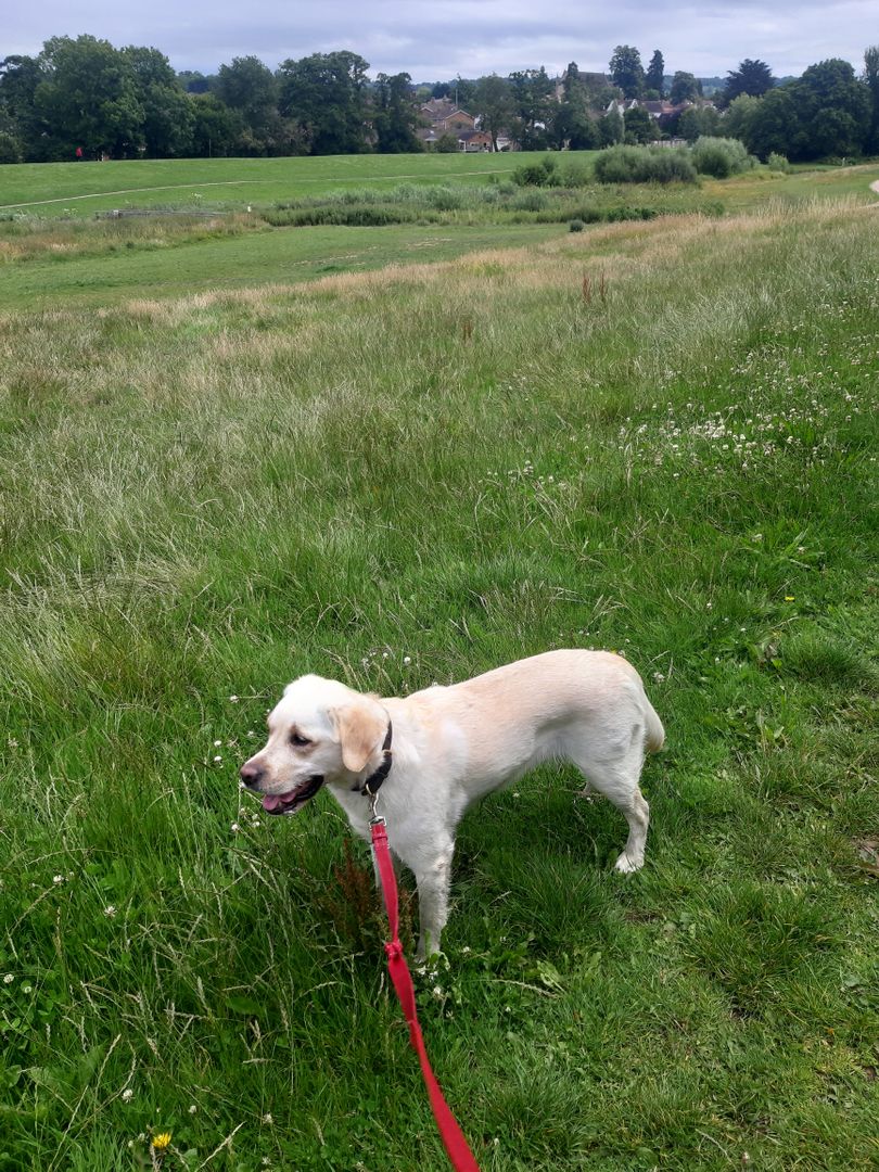 PittvillePets's tweet photo. Lovely week with these cuties!
#Dogs #CheltenhamDogs #CotswoldDogs #DogWalking #DogsOfTwitter
(photos show a staffie cross, a flat coat retriever, and two labradors on individual walks) https://t.co/O5saheuWsP