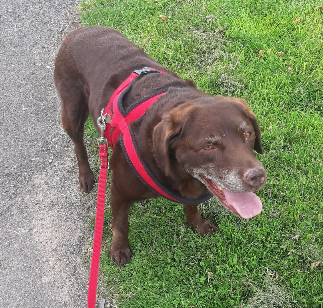 PittvillePets's tweet photo. Lovely week with these cuties!
#Dogs #CheltenhamDogs #CotswoldDogs #DogWalking #DogsOfTwitter
(photos show a staffie cross, a flat coat retriever, and two labradors on individual walks) https://t.co/O5saheuWsP