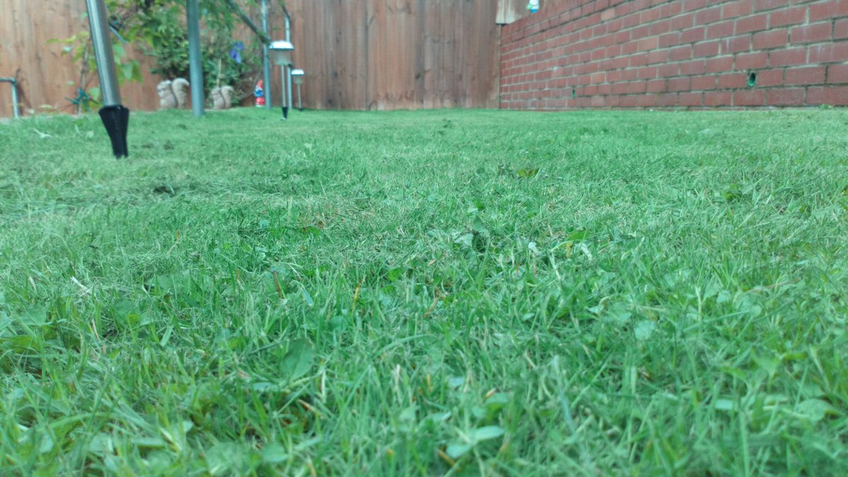 Missingmogwai's tweet photo. @mowermanjimmy blood, sweat and graft went into this... #fingerscrossed #notmylawn #hellohayfever #patchoftheday https://t.co/0Fa73OX83B