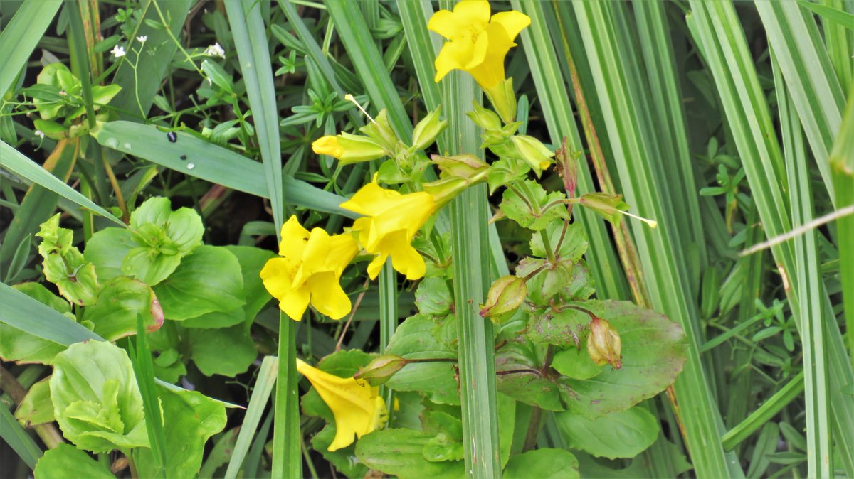 inja5248's tweet photo. #gele_maskerbloem 
langs de #Putbeek bij #Montfort #MiddenLimburg 🍀
@FloraNederland @FLORONNederland https://t.co/TduAuqlduT