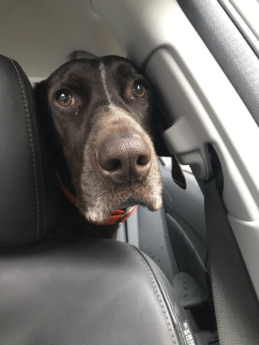 I accidentally timed my dog’s nail appointment with a apocalyptic summer thunderstorm and may have lost his love forever