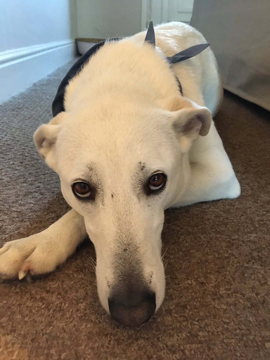 Julie Godfrey tweet media