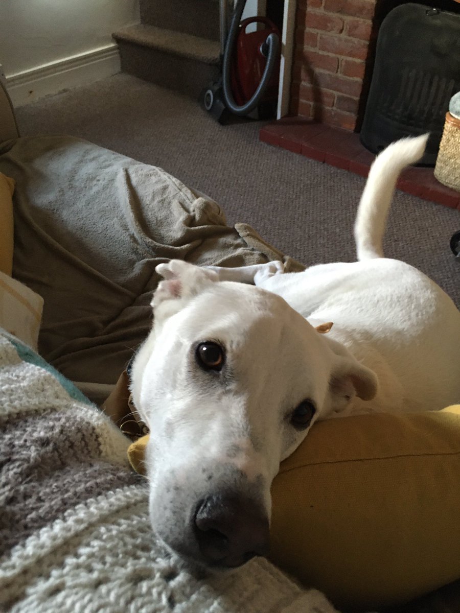 Julie Godfrey tweet media