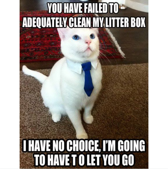 Hate cleaning the litter box?

What if we told you there's a convenient &amp; healthy alternative to the plastic litter box (that protects your kitty🐱 AND the planet🌎)?!

>>kittysift.com!
#catlover #meow #catlife #kitten #kitty #kittens #catmom #catlady #meme #fridayfunny