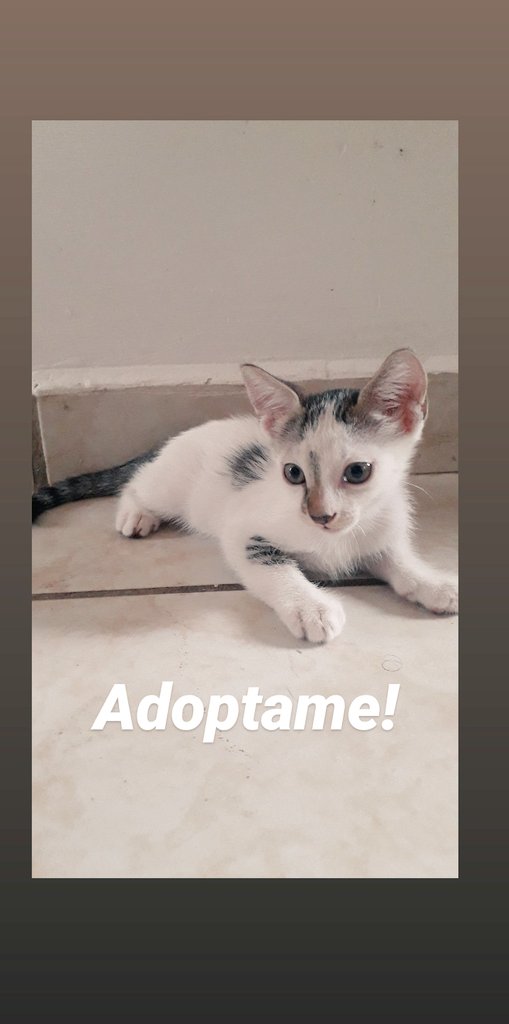 Hola! Estoy dando en adopcion a estos 3 hermosos gatitos, desparasitados. Ya comen croquetas y saben usar el arenero
-El cafe atigrado es muy jugueton pero le da miedo las alturas
-El que tiene la carita mas blanca es super mansito y cariñoso 
-el otro es un pico nervioso