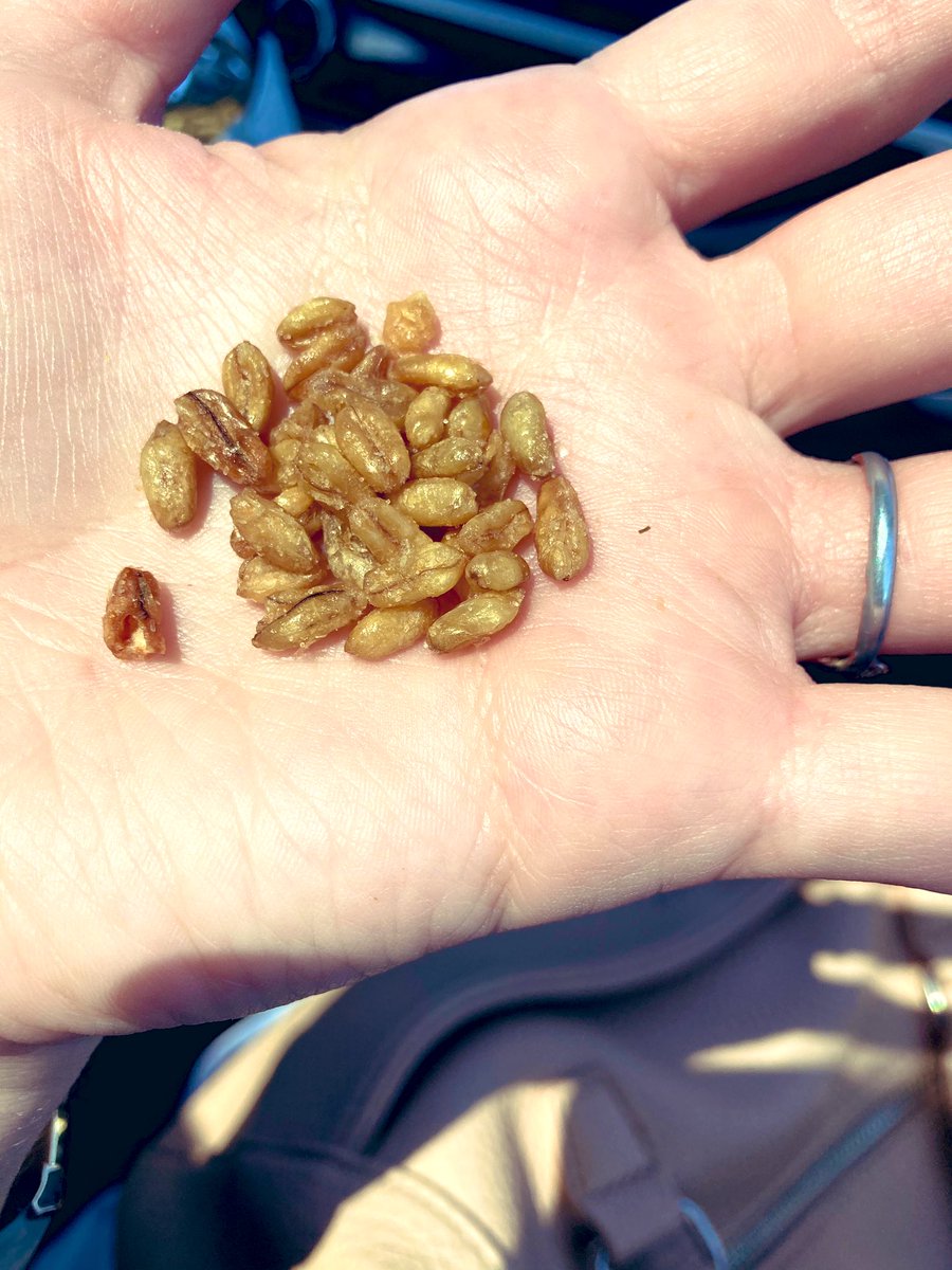 katnorton5's tweet photo. Does anyone remember these?
I don’t think I’ve seen them in decades.
Thinking it’s a prairie treat.🌾 https://t.co/Q4NYQWWTdl