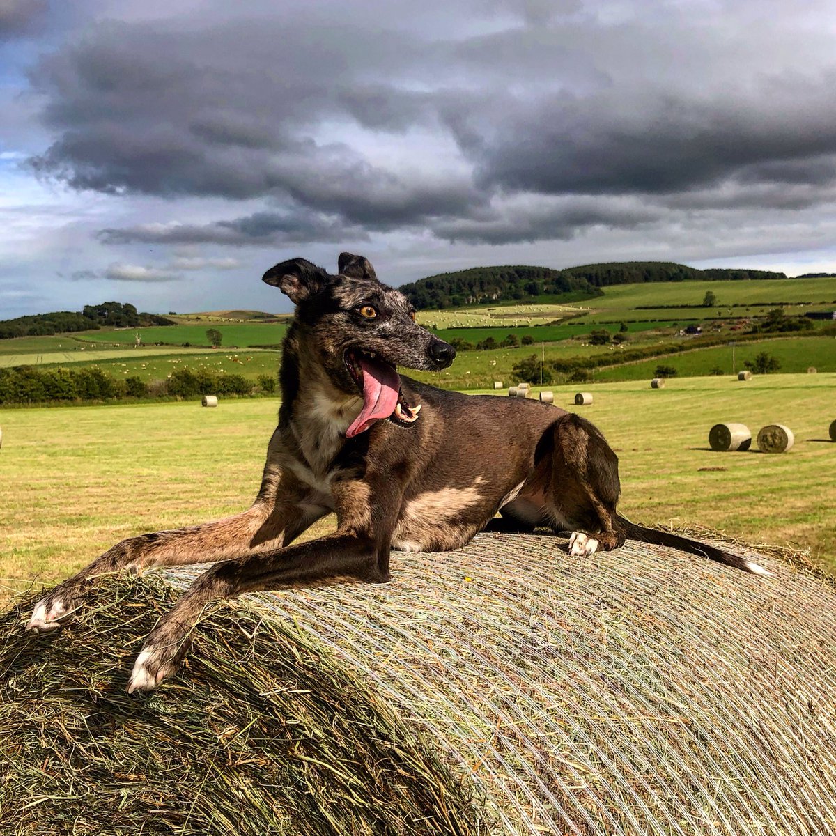 lurcherwork's tweet photo. #Grass is cut and #baled here the #dogs are happy to have the field to tear around again. #lurcher #workingdog #huntingdog #merle #runningdogs #hay #grass #roundbales https://t.co/RhblE9RUMn