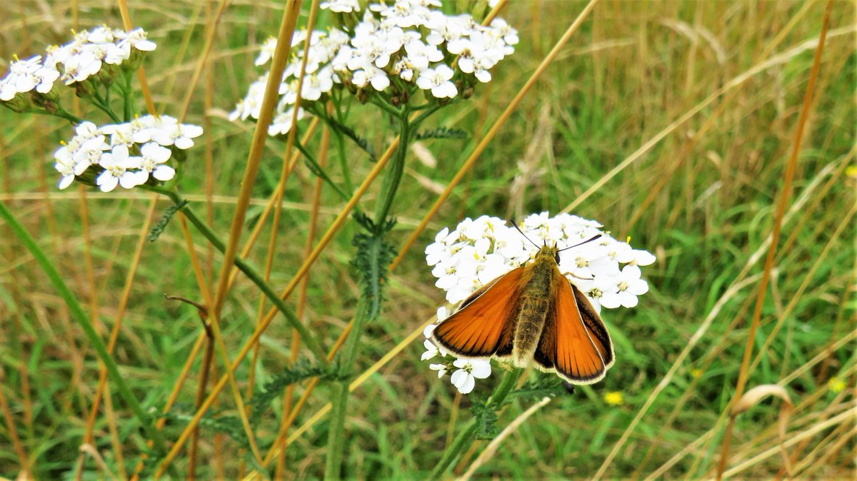inja5248's tweet photo. #zwartsprietdikkopje 🦋
langs de #Putbeek bij #Montfort #MiddenLimburg 
@vlinderNL https://t.co/JRz7tawQU1