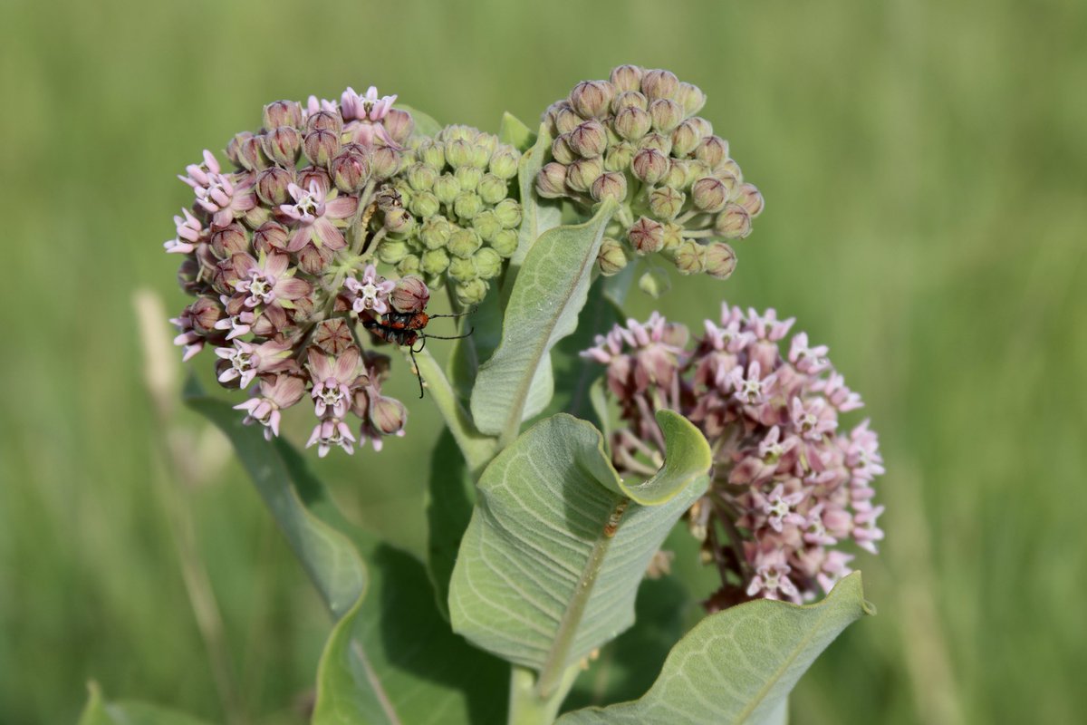 Love bugs enjoying some lunch!!                                                 📸 by Grant 8 yrs old, Sarpy Co Nebraska         #NE4Hphotoshowcase #4HPhotoFriday #NE4H #douglassarpy4h