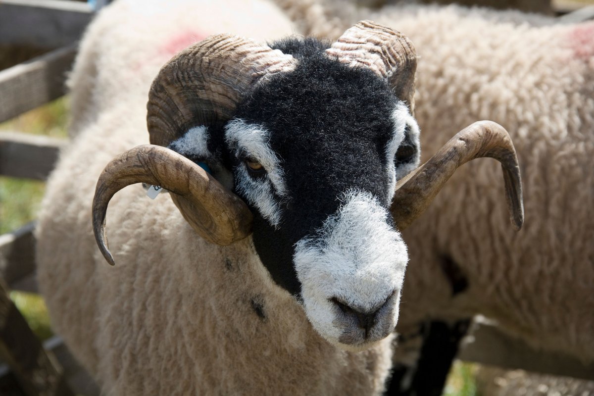bbcstudios's tweet photo. Get a unique insight into the nature of Britain with A Wild Year tonight on BBC Two.
 
This week explore the North York Moors, an ancient landscape home to red grouse and tough moorland sheep.
 
#AWildYear | 9pm Fri 17 Jul | @BBCTwo | #MadeByBBCStudios https://t.co/eVasADsbHd