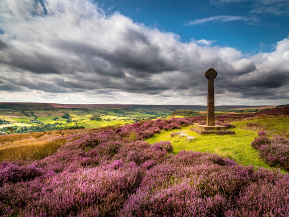 bbcstudios's tweet photo. Get a unique insight into the nature of Britain with A Wild Year tonight on BBC Two.
 
This week explore the North York Moors, an ancient landscape home to red grouse and tough moorland sheep.
 
#AWildYear | 9pm Fri 17 Jul | @BBCTwo | #MadeByBBCStudios https://t.co/eVasADsbHd
