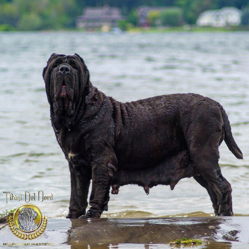 NordTitani's tweet photo. Il Drago Necessita, such a sweetheart ❤️
#neapolitanmastiff #mastinonapoletano #italianmastiff #neosofinstagram #neapolitanmastiffsworldwide #neapolitanmastifflovers #neapolitanmastiffs #mastiffgram #bigdogs #dog #dogs #mastiff #mastino #mastiffsofin… https://t.co/MZXCpHNaFO https://t.co/l0nsZ8vyo5