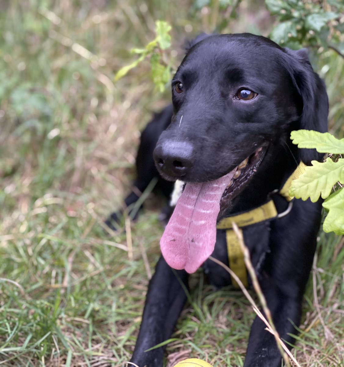 karlrooney's tweet photo. Don’t want a dog, but if I did I’d steal this one #springadorsofinstagram #springador #myfriendsdog #walkingthedog https://t.co/sEyFhKIXZ0