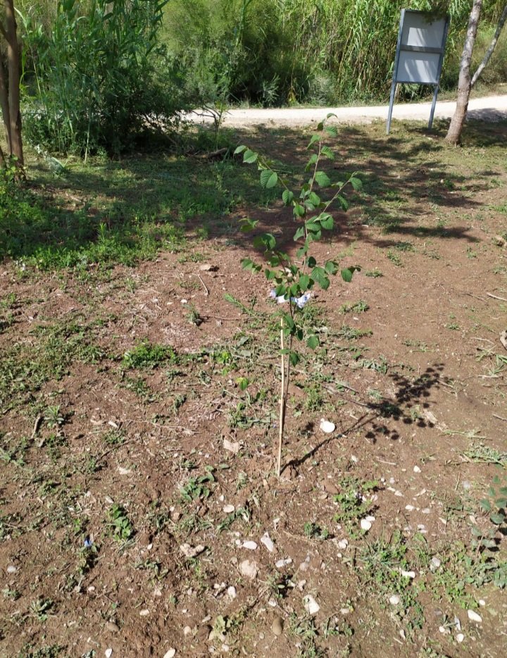Riegos en el Parc Fluvial <a href="/CHJucar/">Confederación Hidrográfica del Júcar</a>, #PNTuria <a href="/GVAparcs/">GVA Parcs Naturals</a>, Riba-roja <a href="/EcoRiba_/">Eco Riba</a>. El colectivo de <a href="/afempes/">Afempes</a> y miembros de la Coordinadora en Defensa <a href="/bosques_turia/">Coordinadora Bosques Turia</a> hemos realizado un riego en una amplia zona, la cual con anterioridad estaba llena de cañas
facebook.com/85867769426016…