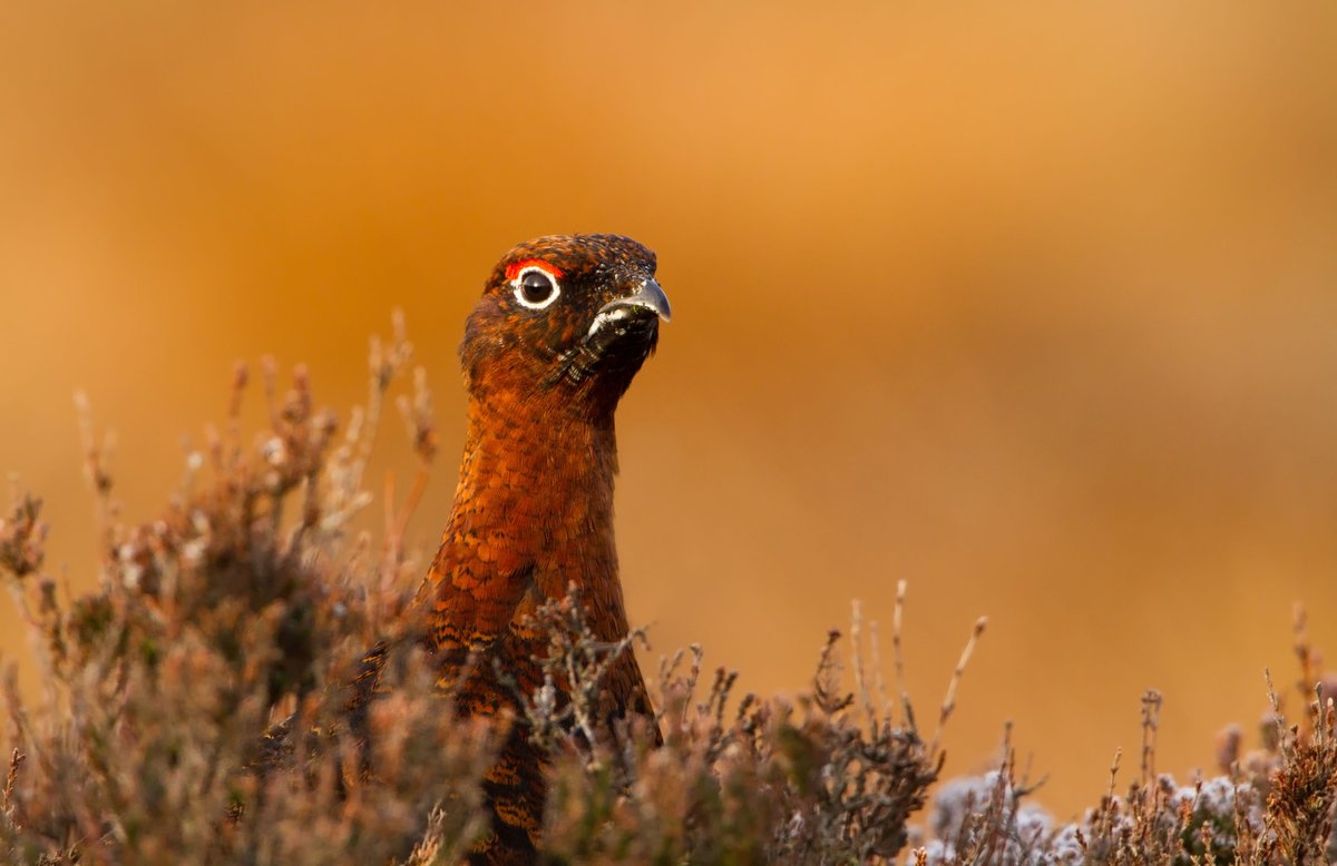 bbcstudios's tweet photo. Get a unique insight into the nature of Britain with A Wild Year tonight on BBC Two.
 
This week explore the North York Moors, an ancient landscape home to red grouse and tough moorland sheep.
 
#AWildYear | 9pm Fri 17 Jul | @BBCTwo | #MadeByBBCStudios https://t.co/eVasADsbHd