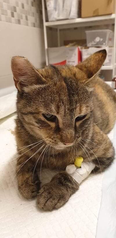NoraIsaac_'s tweet photo. Could you help Lili find #home? A lovely, calm, young street #cat, hit by a car in Budapest.Her surgery is this week for broken pelvis &amp; leg.FeLV-FIV negative. In August I’ll drive her anywhere in/around Austria, w/chip,passport,shots. @TierheimMunchen @TS_Bayern @tierschutz_bund https://t.co/3BBlqZWkg9