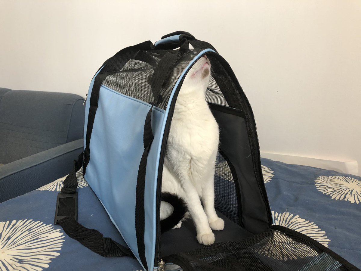 bgamboas's tweet photo. Entrenando a la Ramona para que se meta a su transportadora en caso de emergencia.

#PostapocalypticLife https://t.co/SiA4LOFLN2