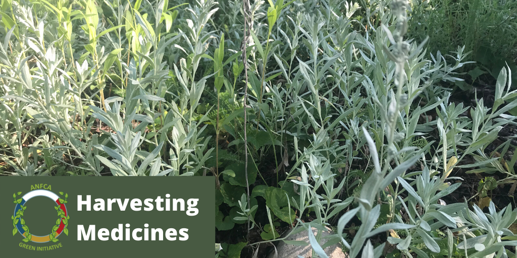 ANFCAgreen's tweet photo. Many of our #sacred #medicines are maturing right now and will soon be ready for #harvesting. Which medicines are you excited for this year? #ReconnectWithMotherEarth #AbFriendshipCentres @anfca @NAFC_ANCA https://t.co/jwoXiesSBu