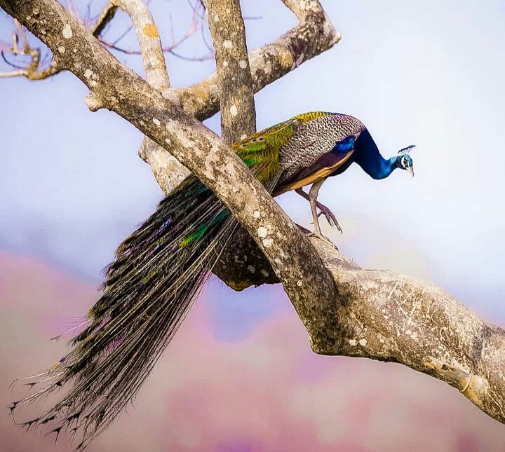 ..... মানস ৰাষ্ট্ৰীয় উদ্যান 🌳
#ManasNationalPark #Assam
#Peacock #BeautifulBirds #wildlife #naturephotographyday
#DSLRphotography 🎥