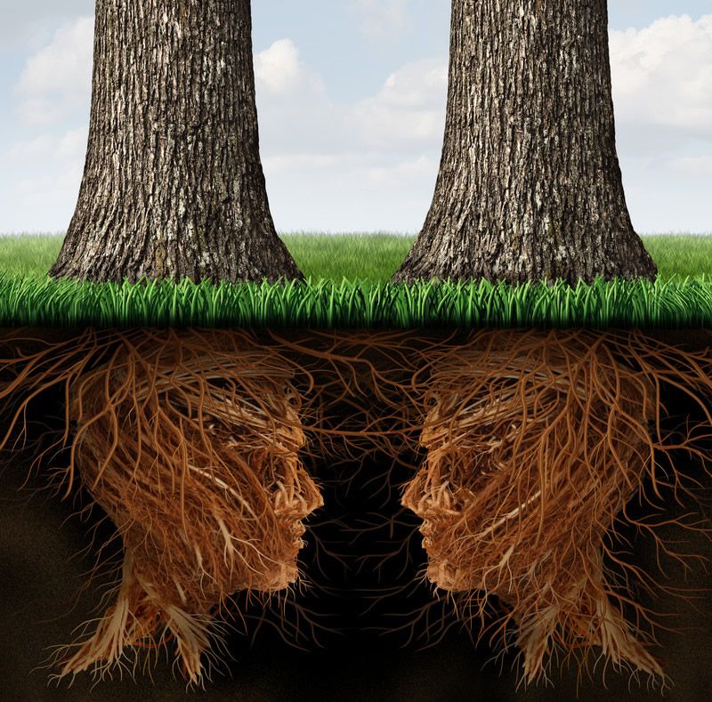 AskOlympic's tweet photo. Fun Fact Friday: Trees can communicate with each other!! They use chemicals as their communication tool to send airborne signals to other trees https://t.co/PPnWR8V0Ut