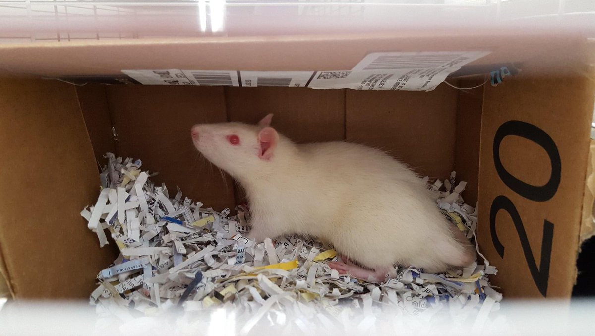 SPCAofTC's tweet photo. This rat was found wandering on Spring House Road in Dryden. Is it yours or do you know where he belongs? If so, please call 607-257-1822 ext. 237 #twithaca https://t.co/HdbOSHMtIG