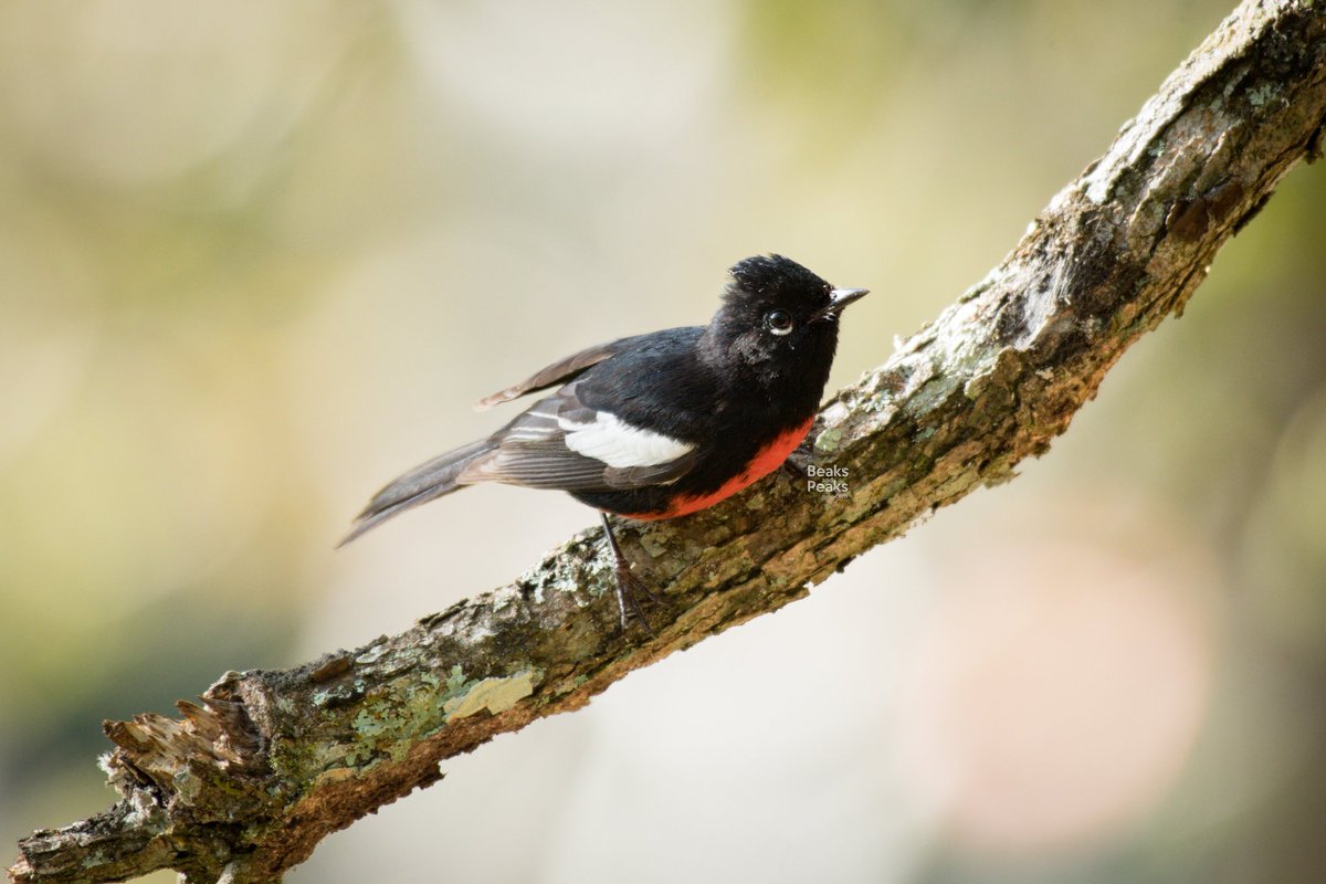 Small but fierce, this Painted Redstart, moving actively on the mid and upper levels of the pine and oak trees around here. But sometimes you get lucky and capture a curious individual coming down to pose for the lens! beaksandpeaks.com