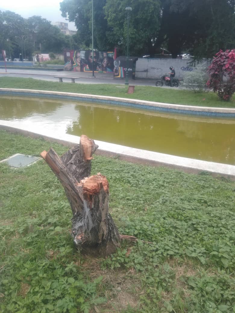 RobertLobo_'s tweet photo. ECOCIDIO| Talaron los tres sauces llorones de la plaza Las Tres Gracias, frente a la UCV, Caracas. Esos sauces tenían más de 50 años. Fueron traídos desde Argentina cuando la plaza fue inaugurada en 1947. La idea conceptual de los sauces era recrear... https://t.co/hSRl6C2H6c