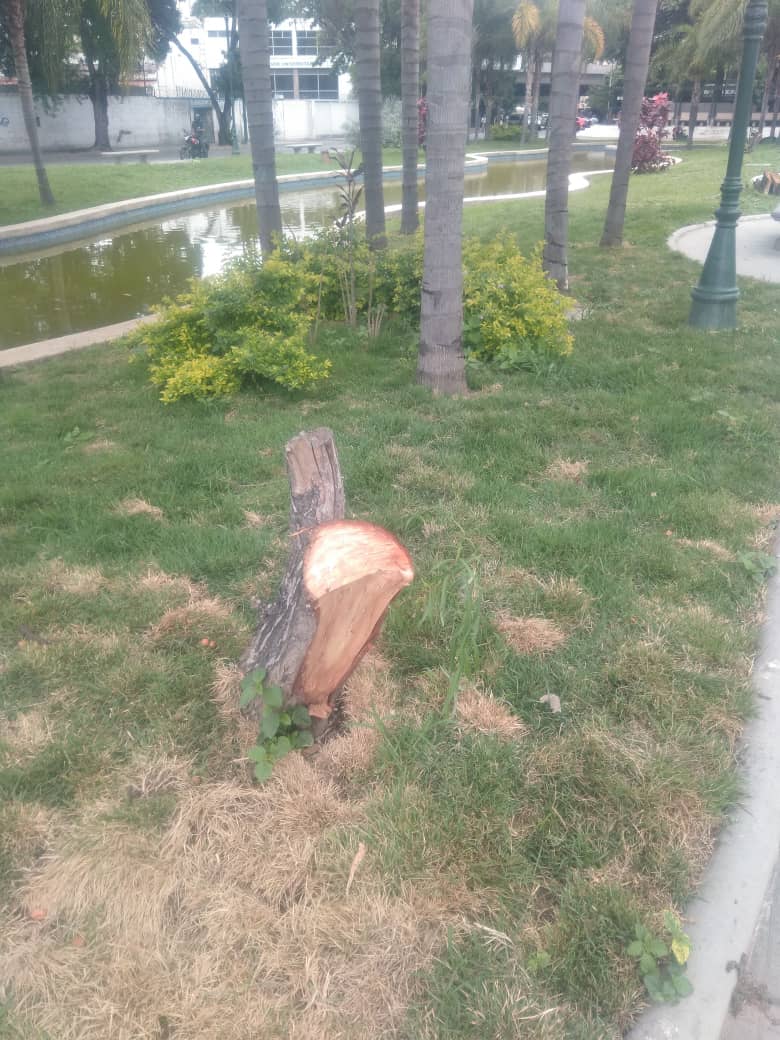 RobertLobo_'s tweet photo. ECOCIDIO| Talaron los tres sauces llorones de la plaza Las Tres Gracias, frente a la UCV, Caracas. Esos sauces tenían más de 50 años. Fueron traídos desde Argentina cuando la plaza fue inaugurada en 1947. La idea conceptual de los sauces era recrear... https://t.co/hSRl6C2H6c