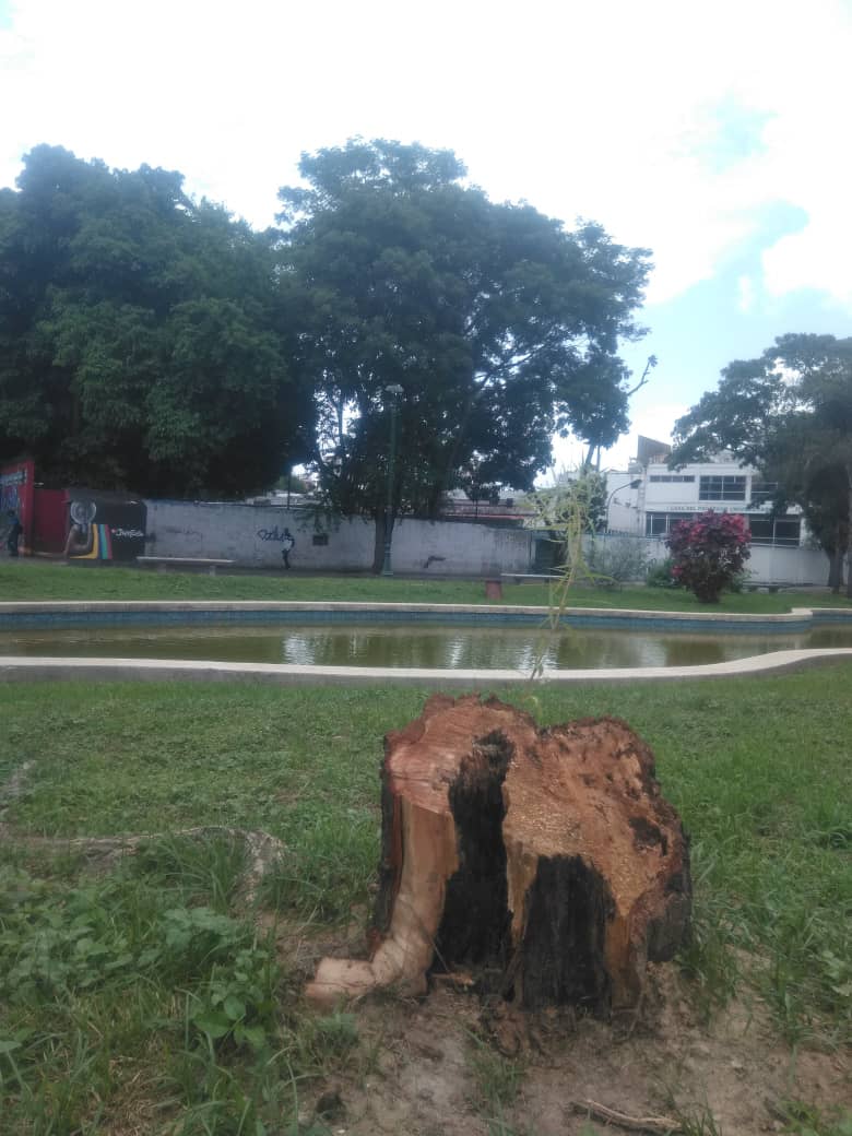 RobertLobo_'s tweet photo. ECOCIDIO| Talaron los tres sauces llorones de la plaza Las Tres Gracias, frente a la UCV, Caracas. Esos sauces tenían más de 50 años. Fueron traídos desde Argentina cuando la plaza fue inaugurada en 1947. La idea conceptual de los sauces era recrear... https://t.co/hSRl6C2H6c