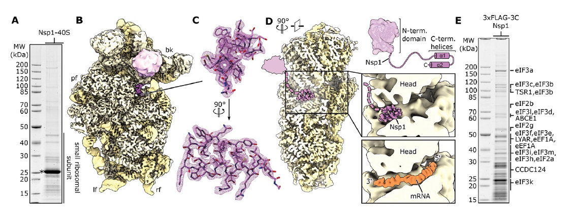 A detailed study of a #SARSCoV2 protein, Nsp1, with a role in weakening the host anti-viral immune response shows that it interferes with production of immune-related proteins in the host. Targeting this interaction may be a therapeutic strategy. fcld.ly/3l070xv