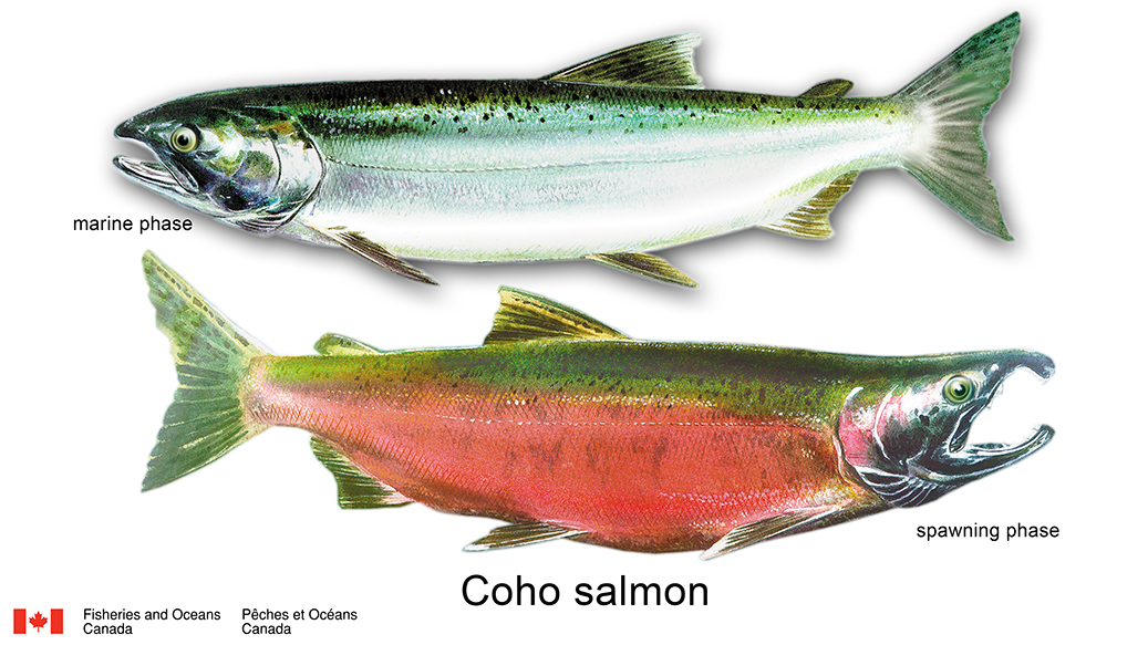 sportfishingbc tweet picture