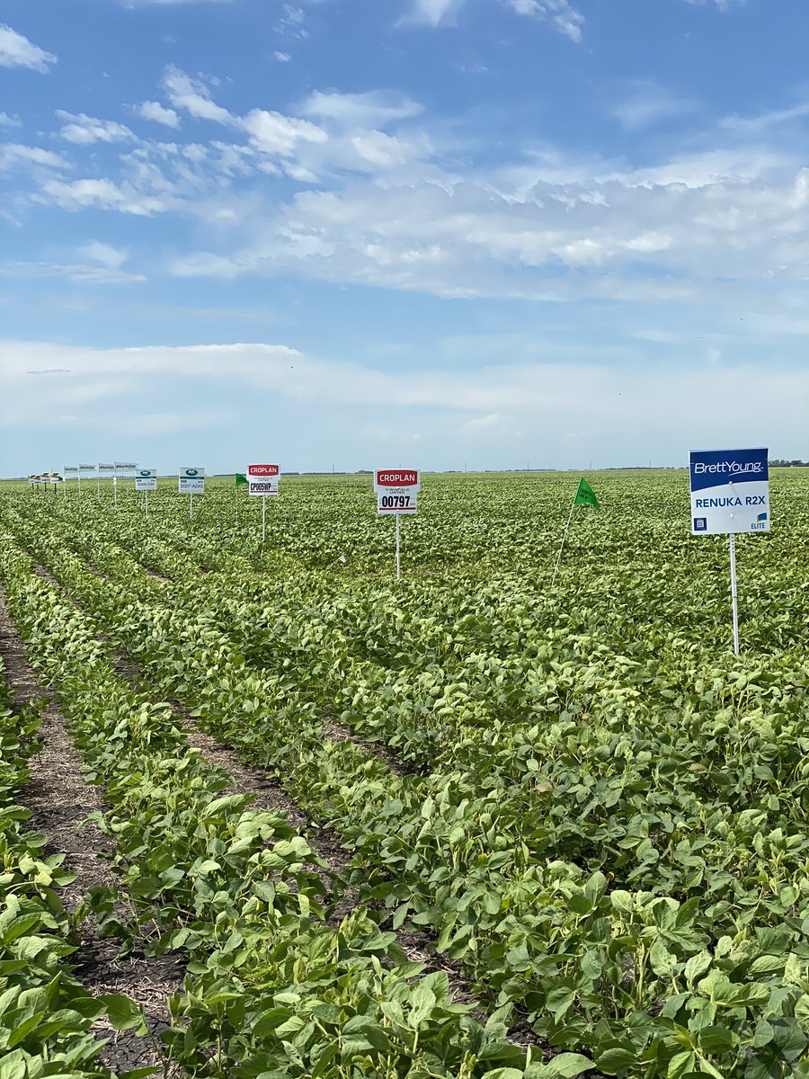 TStoroschuk's tweet photo. And up they go! @RussAudet @WinFieldCanada #WUCAcademy #syngenta #northstar #brettyoung #dekalb #croplan next to do, the corn! Beans are looking fantastic this year... https://t.co/RqhadFOYj8