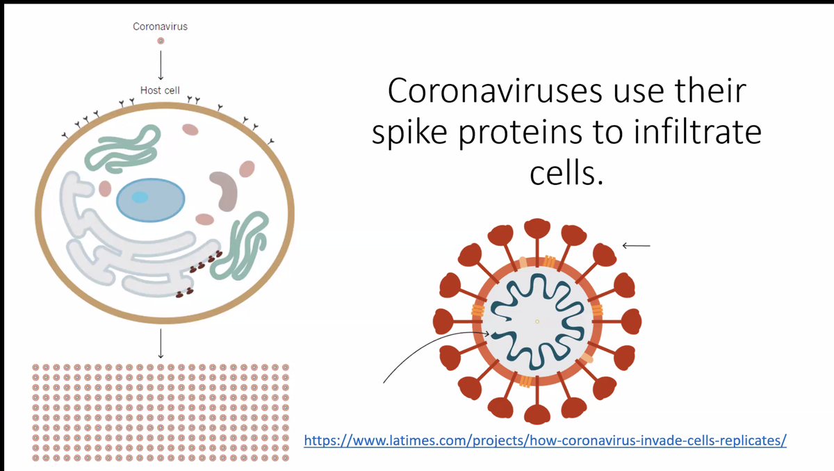 Covirt19's tweet photo. Dr. Treangen @traingene @RiceCompSci is introducing the #Virus Subgroup @Covirt19 and presenting exciting data on #transmission #SNPs #iSNVs 🦠

- data on BioRxiv: https://t.co/pa01DxwEVm

👉2nd annual @Covirt19 symposium! #COVID__19 #covirt2 @Covirt19 #COVID19 #SARSCoV2 https://t.co/nfNmV8TXKy